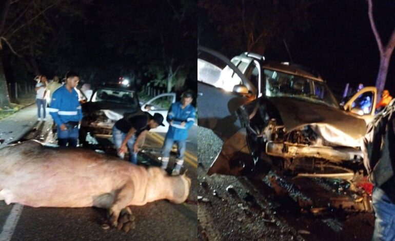 Carro se estrelló contra un hipopótamo en la autopista Medellín-Bogotá: murió el animal