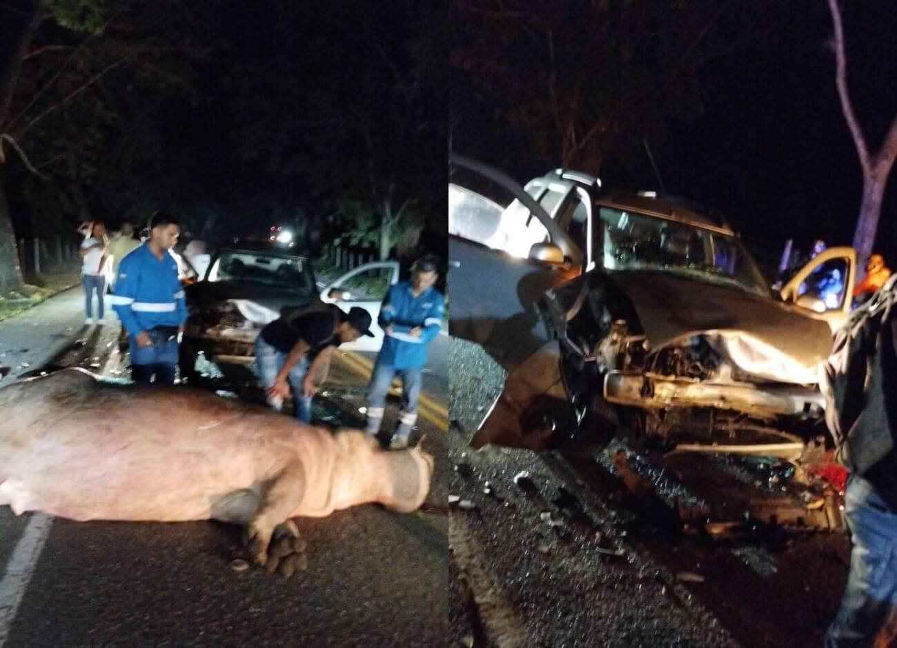 Carro se estrelló contra un hipopótamo en la autopista Medellín-Bogotá: murió el animal