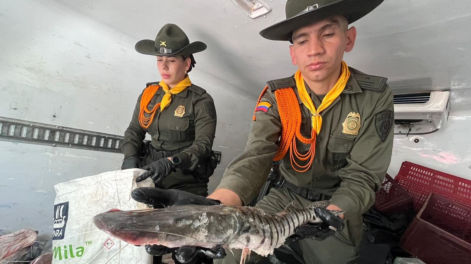 Incautan 300 kg de pescado no apto en Medellín