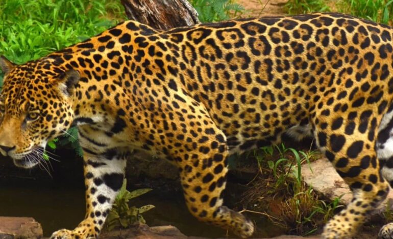Corantioquia protege al jaguar y busca mitigar conflictos con ganaderos