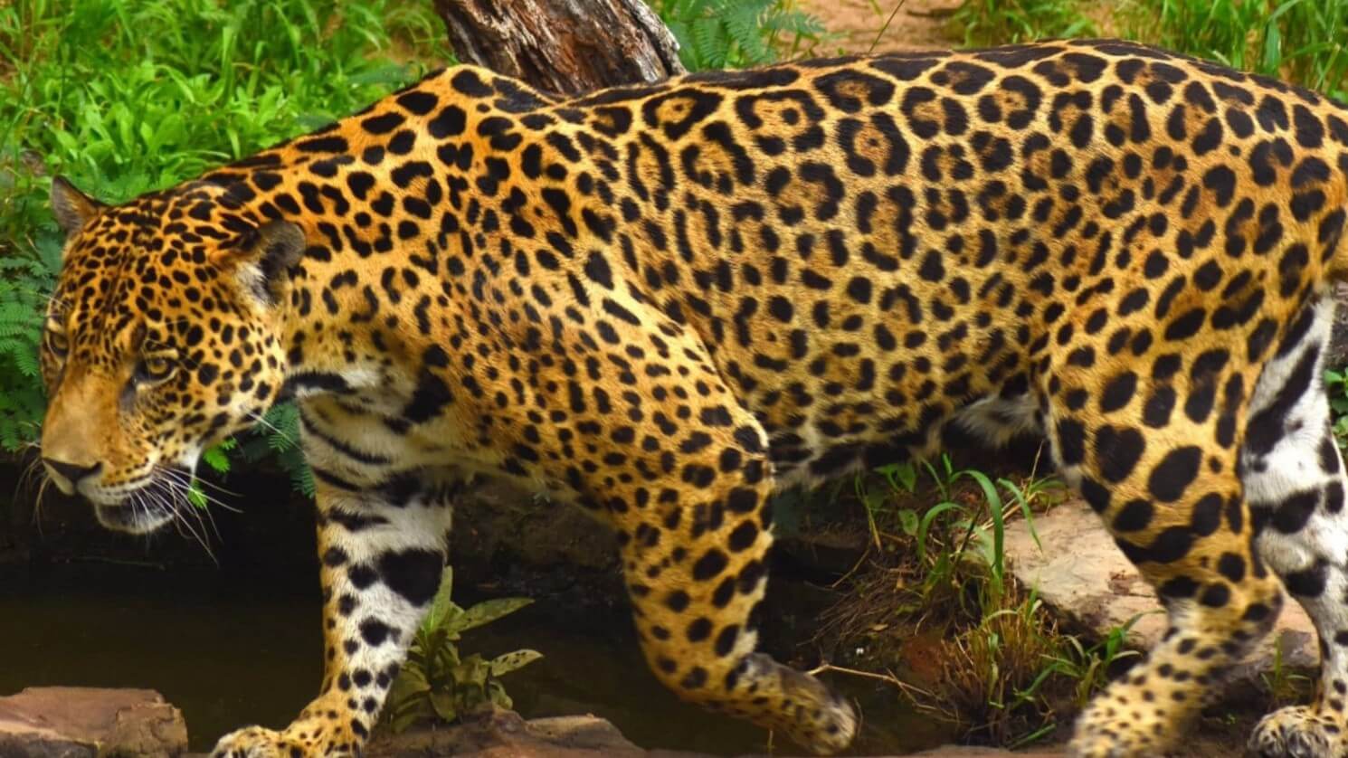 Corantioquia protege al jaguar y busca mitigar conflictos con ganaderos