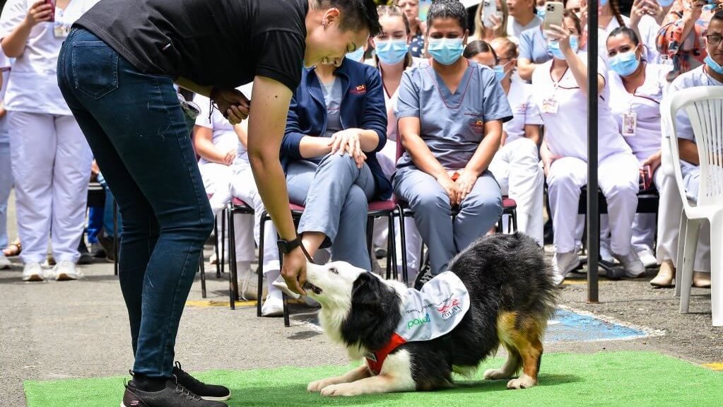 Personería de Medellín habilita un observatorio para la defensa de los animales de la ciudad