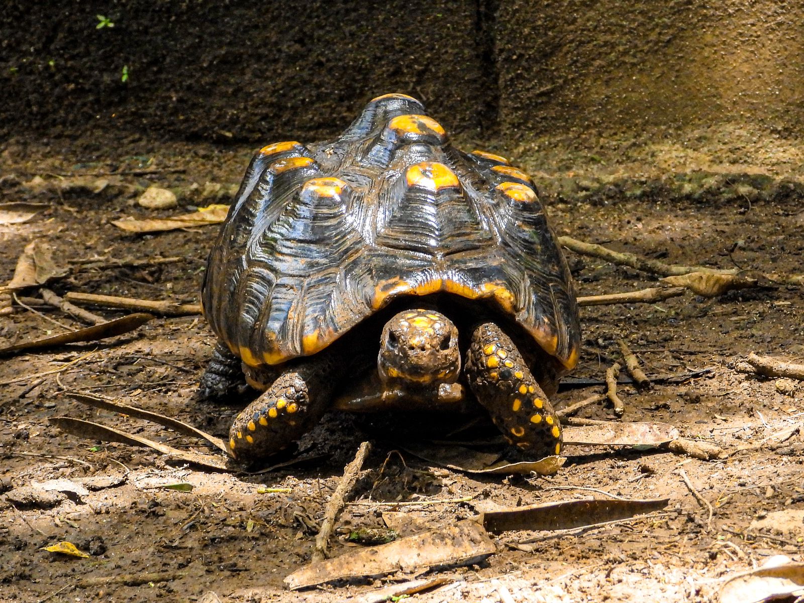Preocupan los índices de piramidismo en las tortugas que son víctima de tráfico ilegal de fauna
