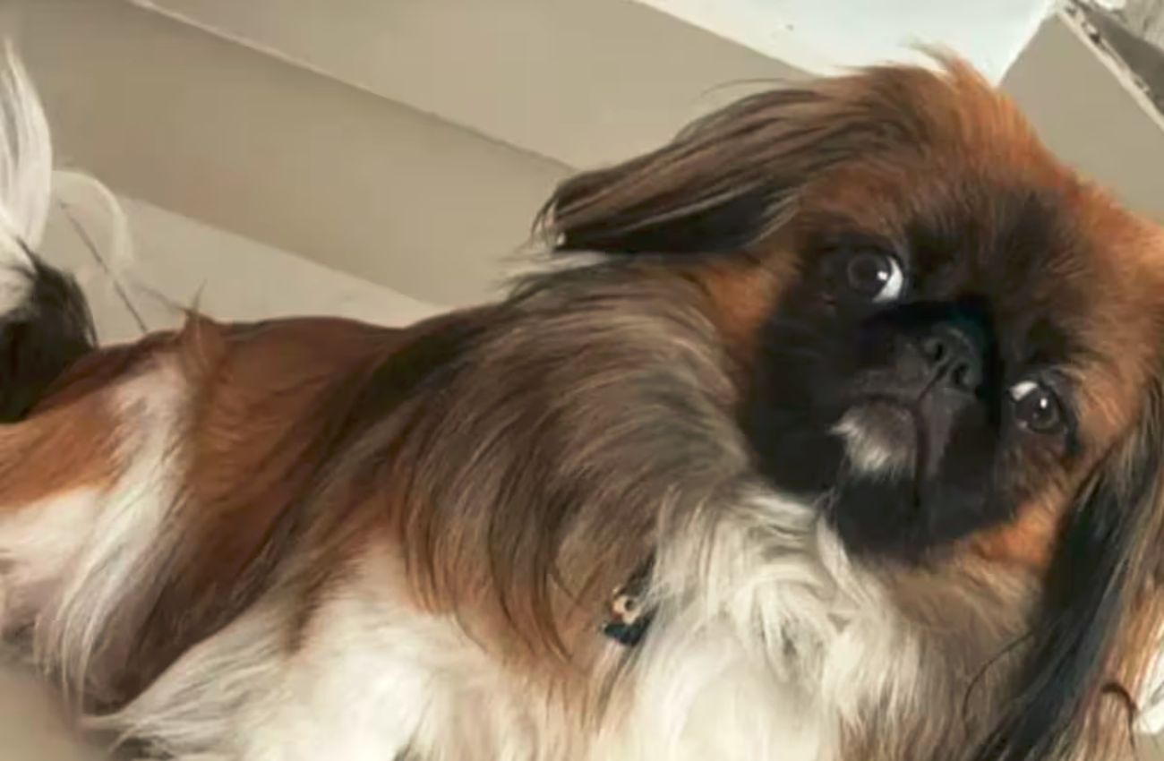 Perrito murió dentro de un bus intermunicipal porque su conductor obligó a llevarlo en la bodega