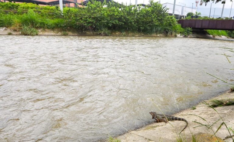 Medellín retoma el legado de Mi Río y anuncia inversión histórica para proteger el río y las quebradas