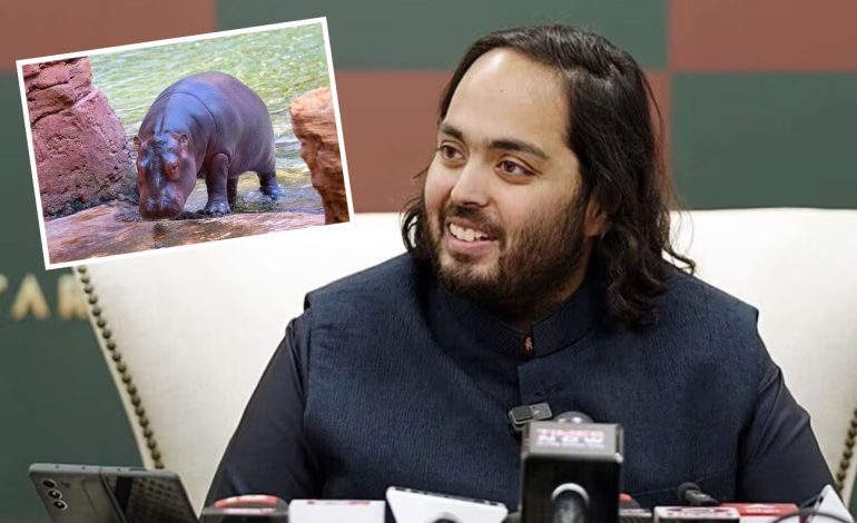 Multimillonario indio propone salvar hipopótamos de Colombia y evitar su eutanasia