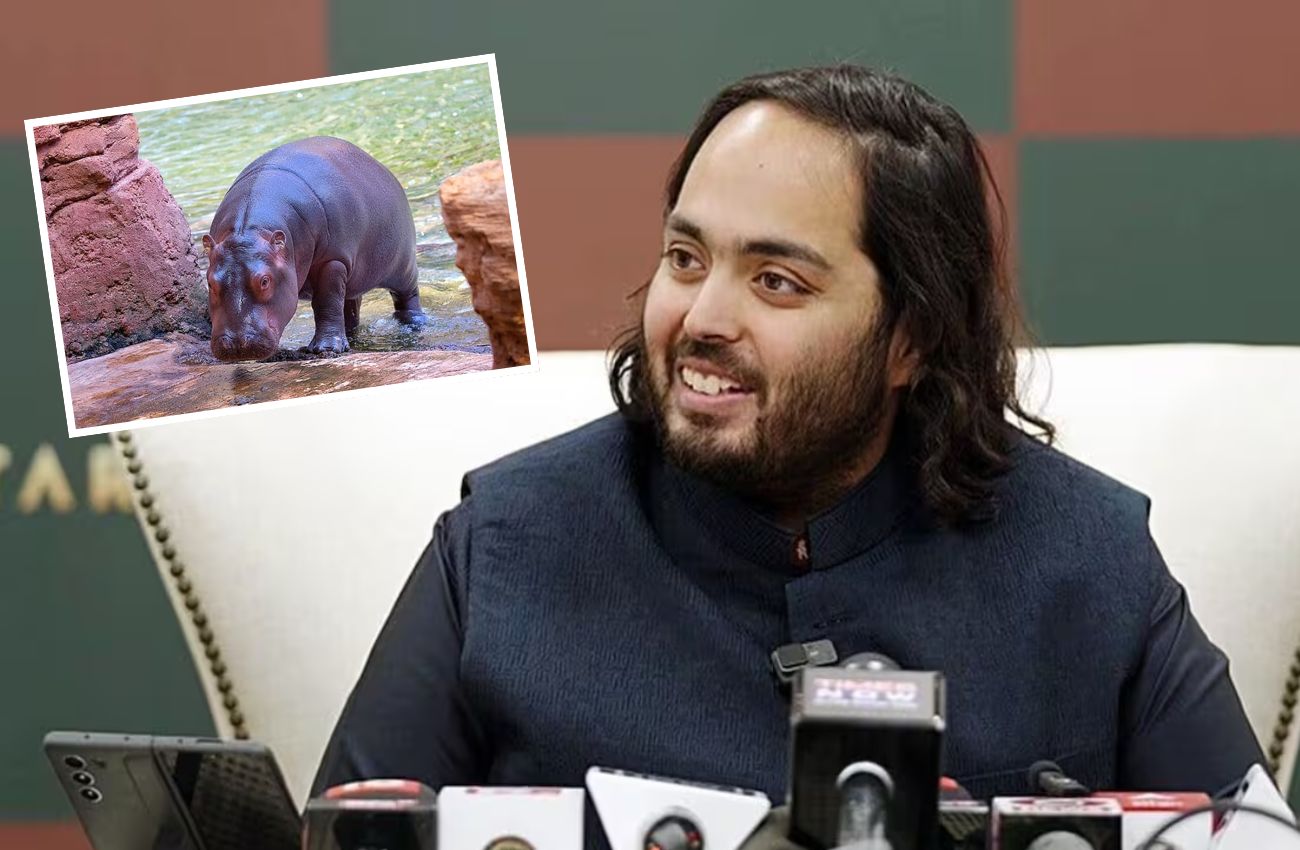 Multimillonario indio propone salvar hipopótamos de Colombia y evitar su eutanasia