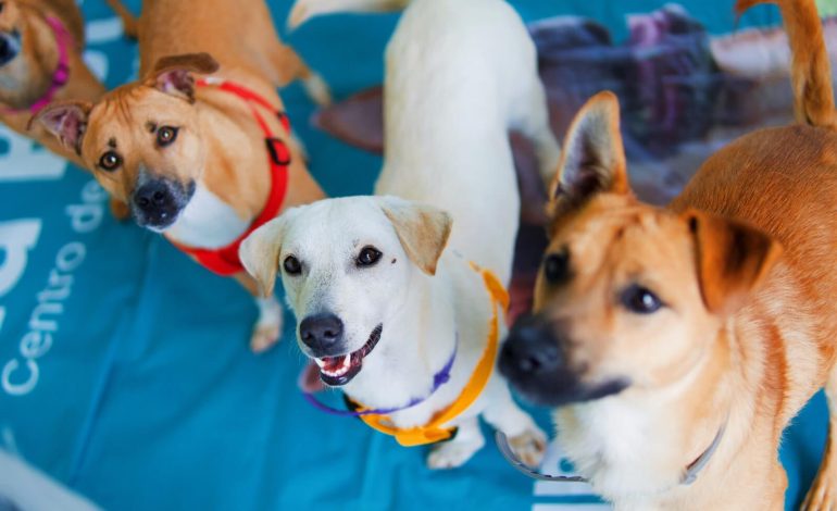 Medellín logró 160 adopciones en campaña mundialista