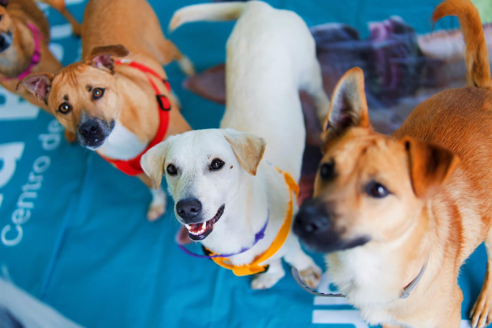Medellín logró 160 adopciones en campaña mundialista