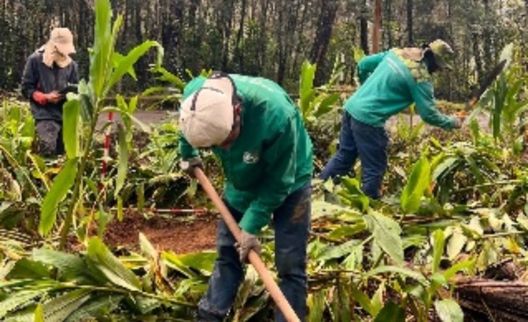 EPM interviene árboles en riesgo en el Parque Arví para proteger a visitantes y la infraestructura
