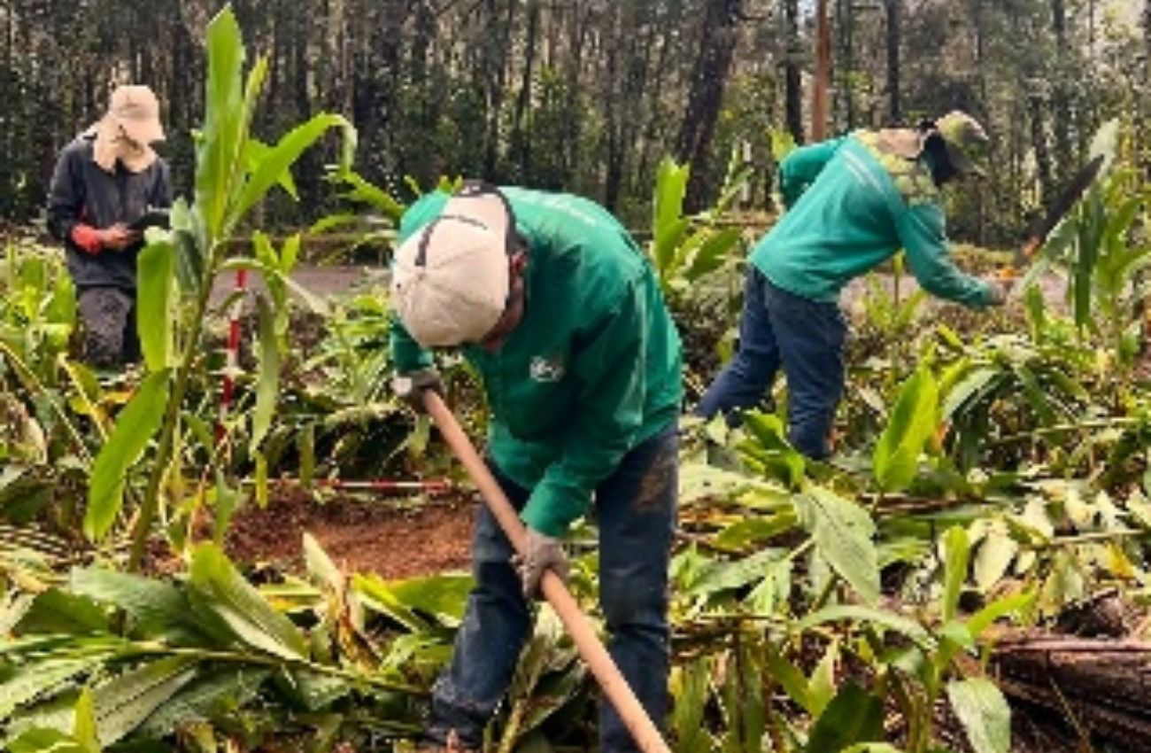 EPM interviene árboles en riesgo en el Parque Arví para proteger a visitantes y la infraestructura