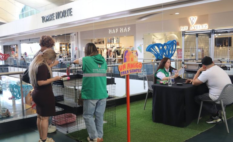 Medellín abre jornadas de adopción para gatos rescatados