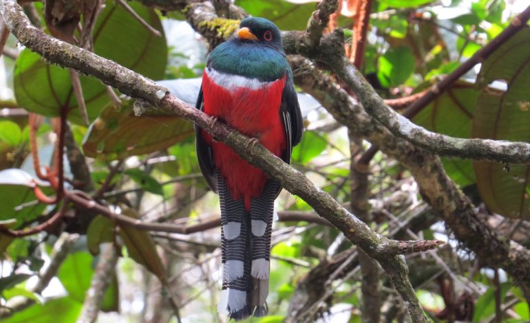 EPM publica más de 17.000 registros de biodiversidad para fortalecer la investigación y conservación en Colombia
