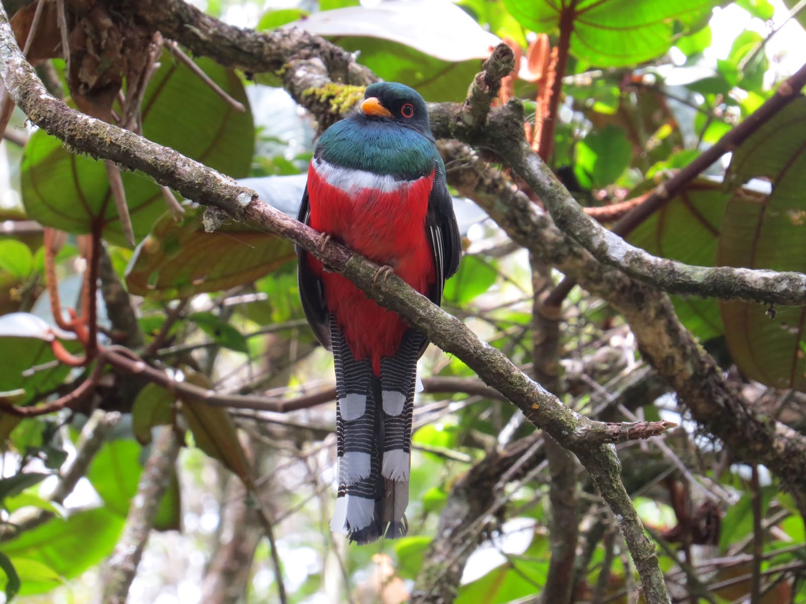EPM publica más de 17.000 registros de biodiversidad para fortalecer la investigación y conservación en Colombia