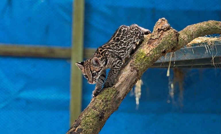 Encuentran un ocelote bebé en Medellín y recibe atención especializada