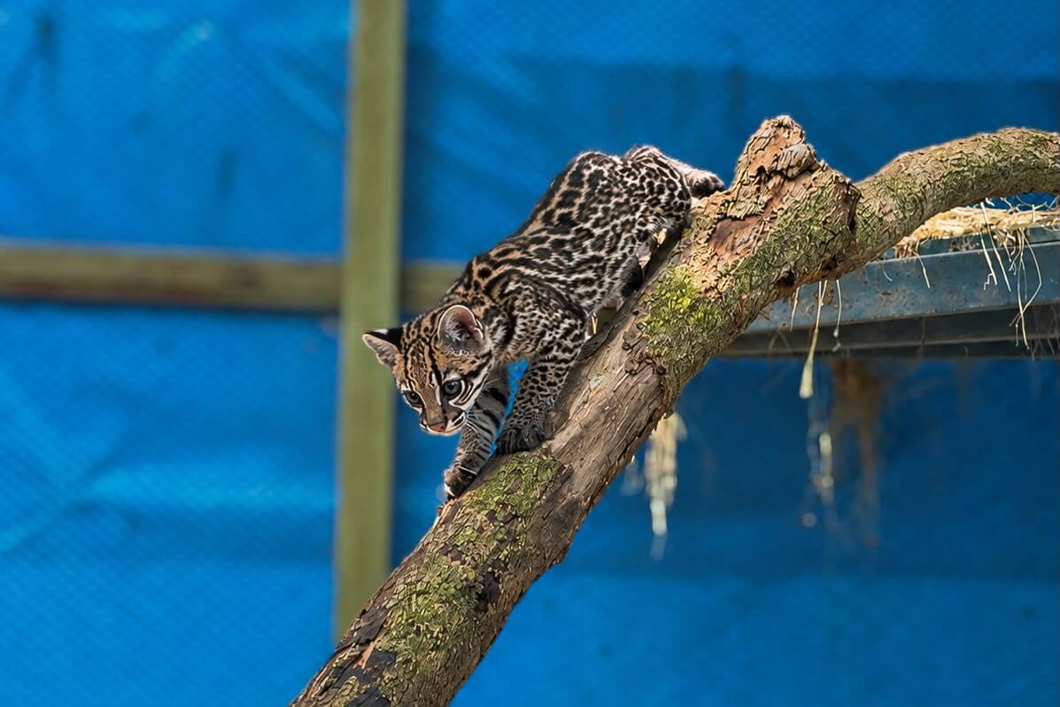 Encuentran un ocelote bebé en Medellín y recibe atención especializada