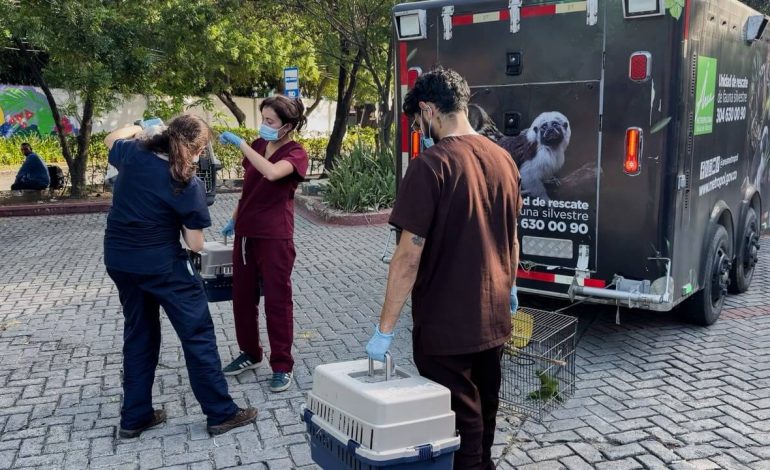 66 animales silvestres del Valle de Aburrá tendrán una nueva vida en Barranquilla