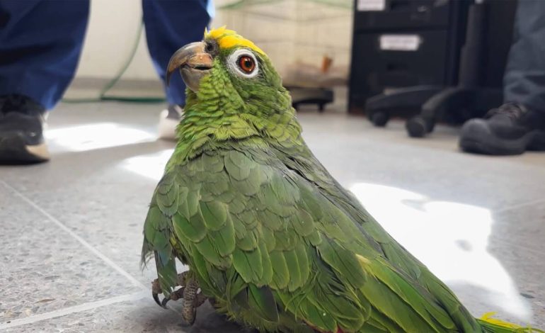 ¡Alerta por tráfico de fauna! 460 loras frentiamarillas han llegado al CAVR en Medellín