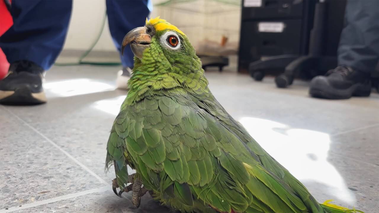 ¡Alerta por tráfico de fauna! 460 loras frentiamarillas han llegado al CAVR en Medellín