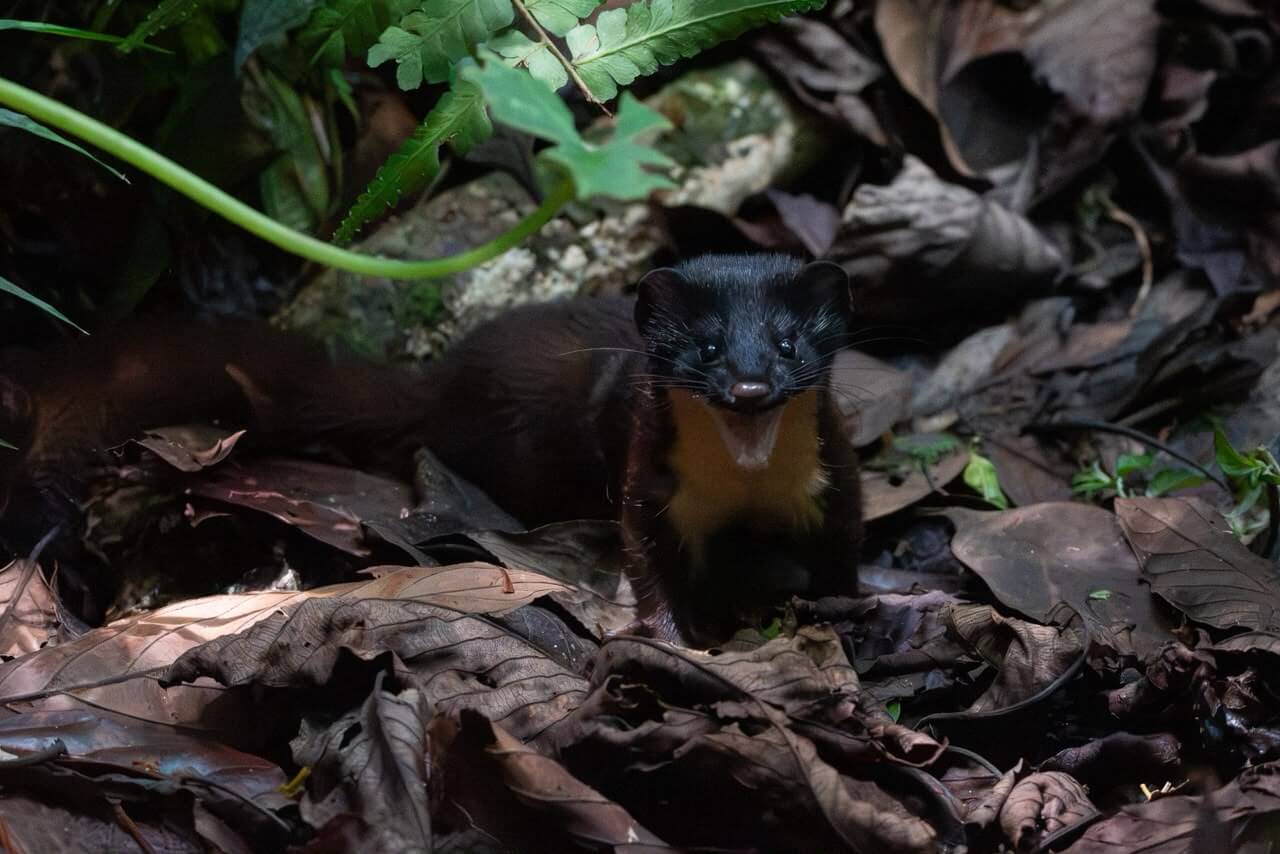 Liberan comadreja que llegó al CAVR como cría en Medellín
