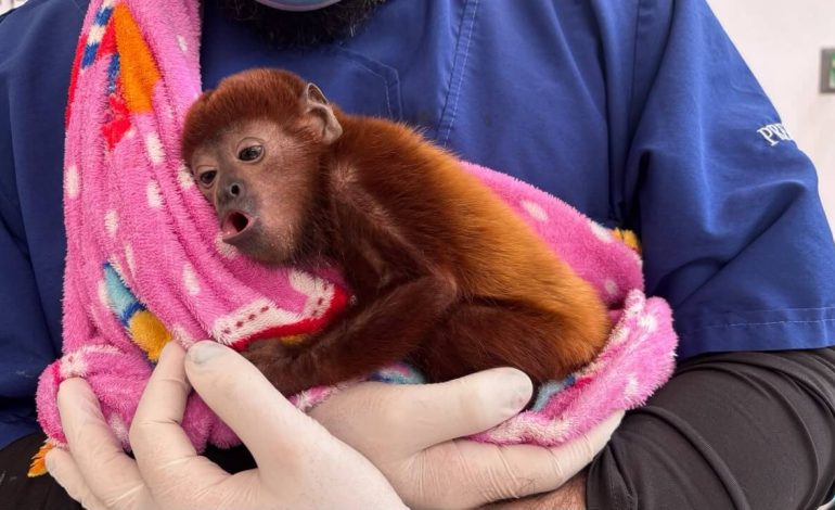 Manipulación de fauna silvestre terminó en tragedia para una cría de mono aullador