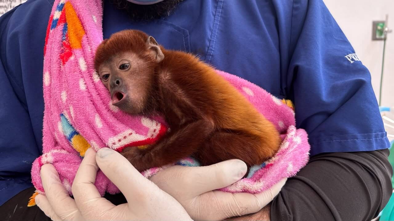 Manipulación de fauna silvestre terminó en tragedia para una cría de mono aullador