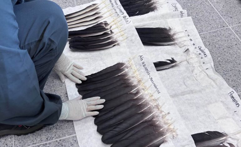 Un gallinazo vuelve a volar gracias a un innovador procedimiento de rehabilitación realizado por el Área Metropolitana